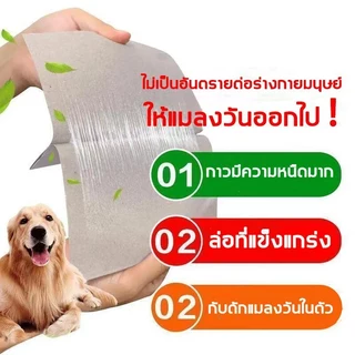 กาวดักแมลงวัน ของแท้ 100% แผ่นกาว กำจัดแมลงวัน แผ่นกาวดักแมลงวัน กาวเหนียว ใช้งานง่าย แพ็คเกจอย่างดี