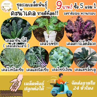 เมล็ดพันธุ์ ขายดีติดอันดับ Top10 ปลูกง่าย โตไว อัตราการงอกสูง พร้อมส่ง เมล็ดพันธุ์แท้OP นำเข้าจากต่างประเทศ