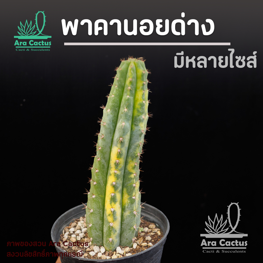 สวนขายเอง! ซานเพโดรด่าง Trichocereus pachanoi variegata - Sans Pedro variegated ไซส์กระถาง 4 นิ้ว แคคตัสสวยๆ กระบองเพชร