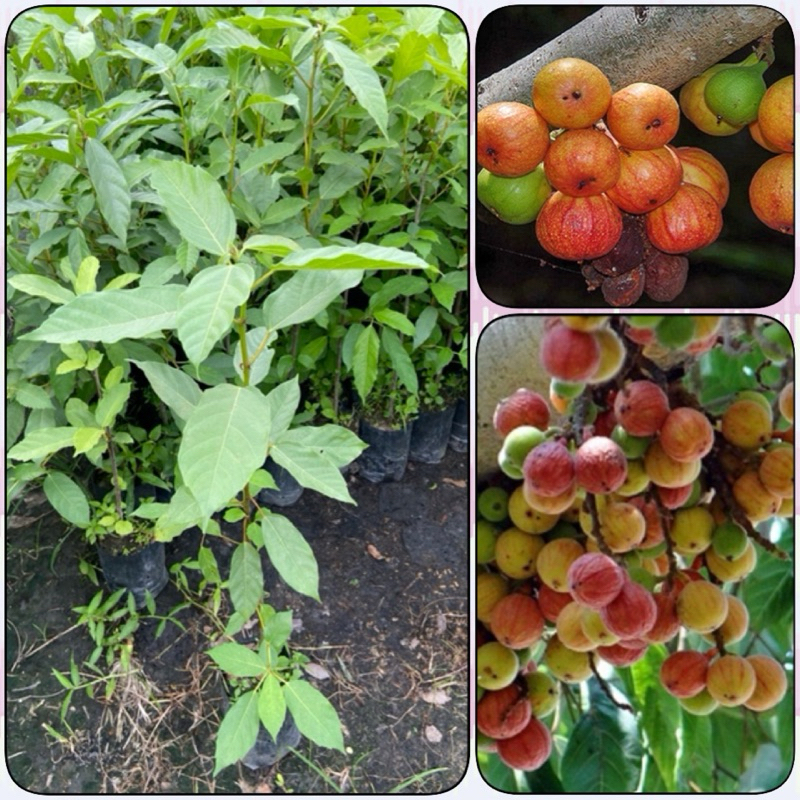 ต้นมะเดื่ออุทุมพร ต้นมะเดื่อชุมพร (สูง 30-50cm) สุดยอดผลไม้ป่า น่าปลูก ออกผลตลอดปี