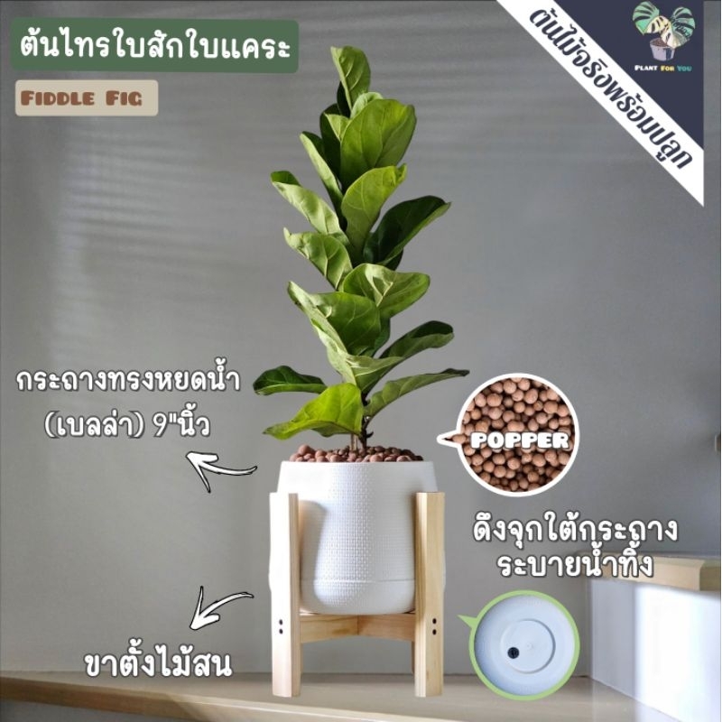 🌲ต้นไทรใบสักใบแคระ FiddleFig (ต้นใหญ่สูง60-70cm.วัดจากก้นกระถาง)(ต้นไม้ฟอกอากาศ) พร้อมกระถางครบชุดพร้อมปลูก
