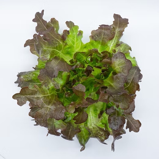 ต้นกล้าเรดโอ๊ค 20 ต้น ต้นกล้าผักสลัดไฮโดร ต้นกล้าพร้อมปลูก กล้าเรด กล้ากรีนโอ๊ค กรีนคอส ต้นกล้าพร้อมปลูก - รูปที่ 2