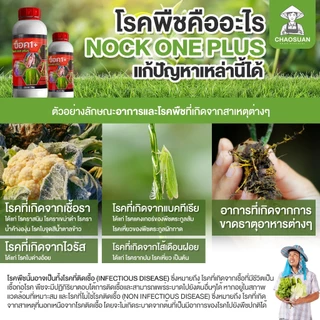 จบปัญหารากเน่าในขวดเดียว 3 สูตรในหนึ่งเดียวได้ผลจริง ไม่ใช่แค่สารธรรมดา แต่เป็นสูตรเฉพาะที่ผ่านการทดสอบ น็อควันพลัส