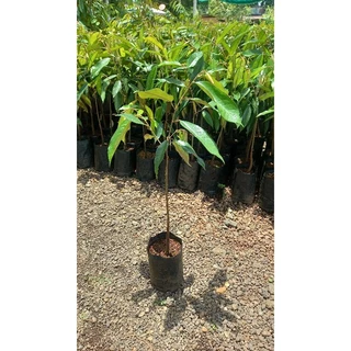 ต้นทุเรียนหมอนทองโล๊ะแปลง🌱จัดชุด 1ชุด 3 ต้น