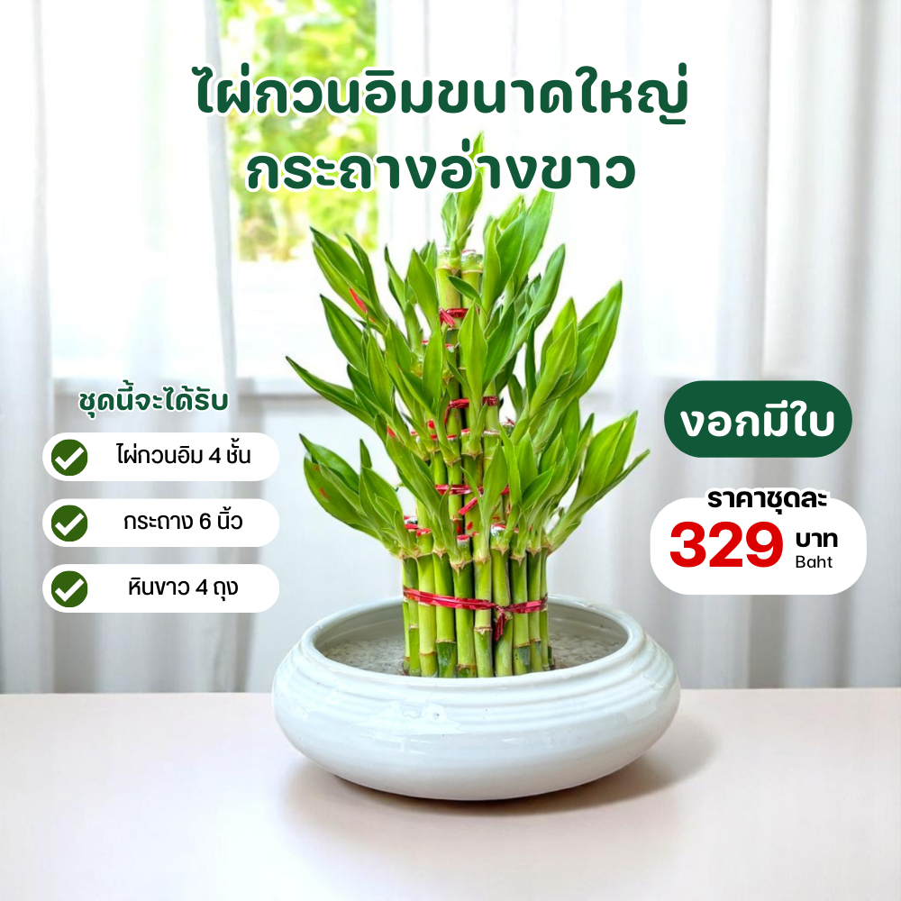 ไผ่กวนอิม 4 ชั้น ((งอกมีใบ))พร้อมกระถาง 6 นิ้ว ขนาดใหญ่มาก สำหรับบูชา และเป็นของขวัญ สำหรับปลูกในน้ำ - รูปที่ 2