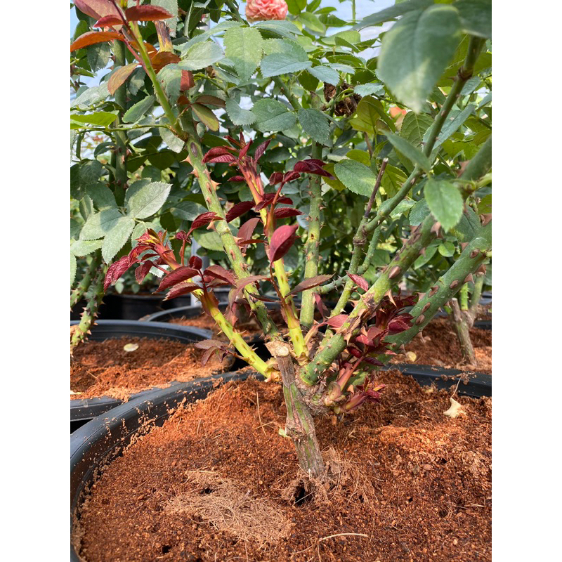 ปุ๋ยบำรุงรากกุหลาบ Family rose garden พร้อมส่ง - รูปที่ 3