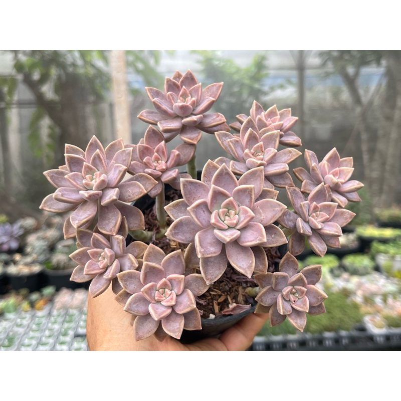 Graptopetalum Alunpei (อาหลงเพ่ย) ไม้อวบน้ำ กุหลาบหิน น่ารักๆ กระถาง 4 นิ้ว