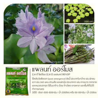 แพลนท์ ออร์โมส 1กิโลกรัม (2,4-ดี โซเดียม95%) กำจัดหญ้าใบกว้าง และกกต่างๆ