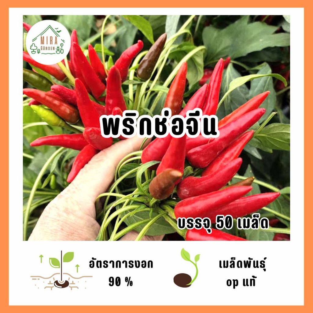 พริกช่อจีน บรรจุ 50 เมล็ด