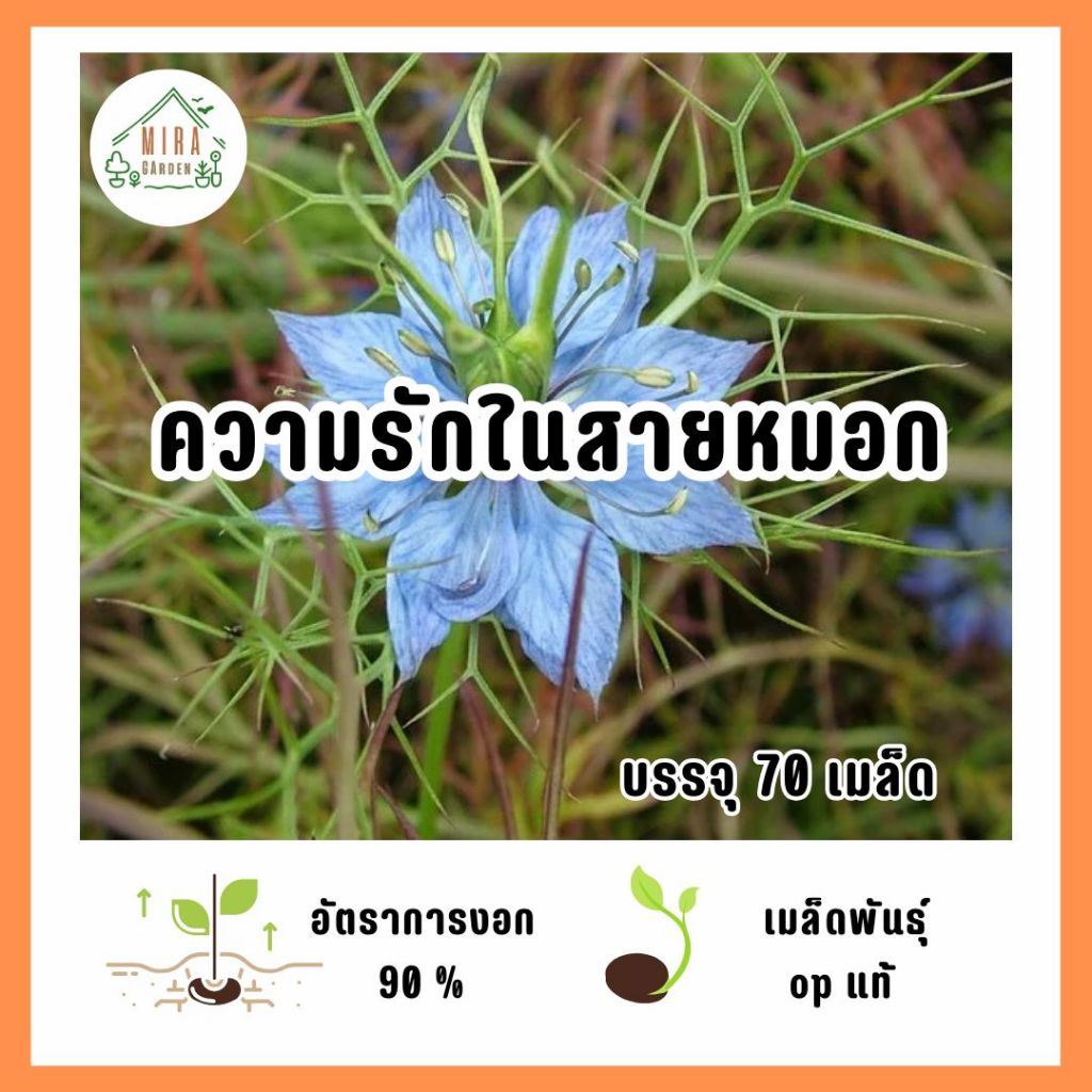 ความรักในสายหมอก 70 เมล็ด