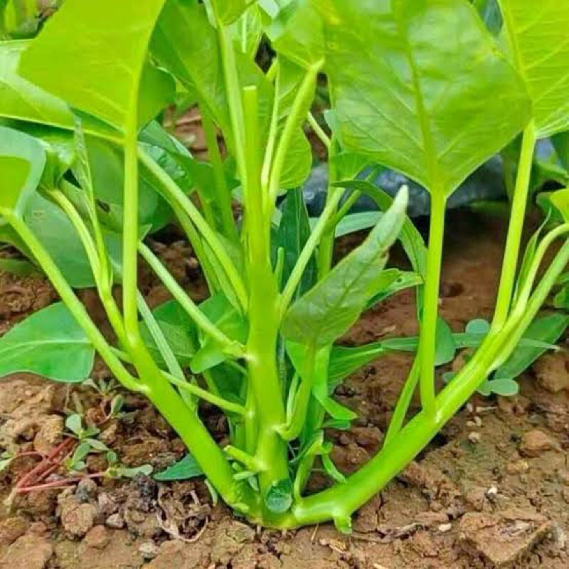 เมล็ด ผักบุ้งแก้ว ผักบุ้งเย็นตาโฟ Convolvulus Seed  บรรจุ 100 เมล็ด / ผักบุ้งนา ก้านแดง / ผักบุ้งแก้ว แตกกอ - รูปที่ 5