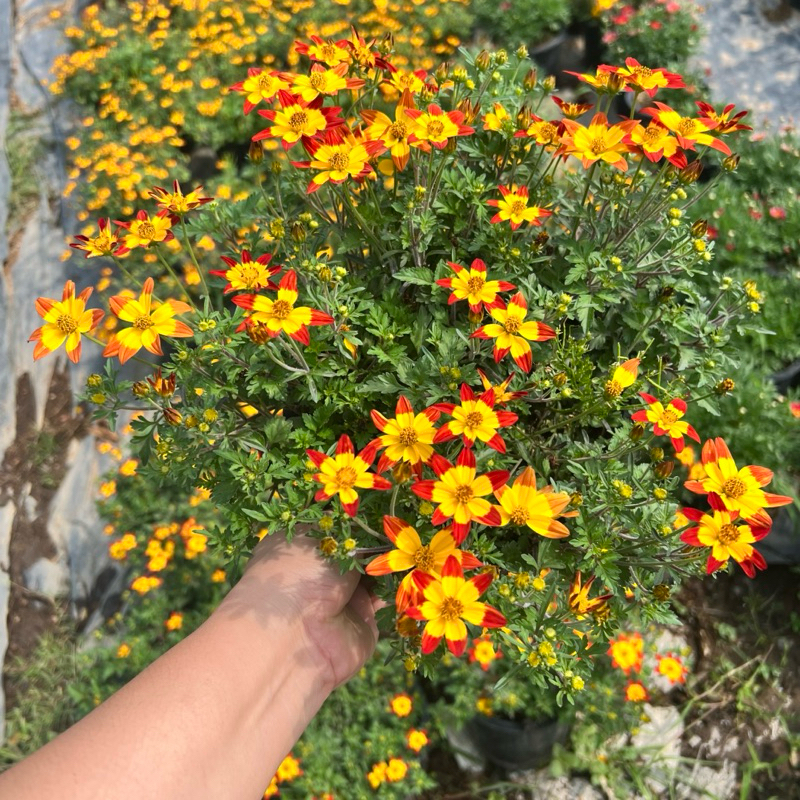 ไบเด้น สีเหลือง แดง ขนา￼ด 8 นิ้ว ไม้ดอกไม้ประดับแต่งสวน - รูปที่ 7