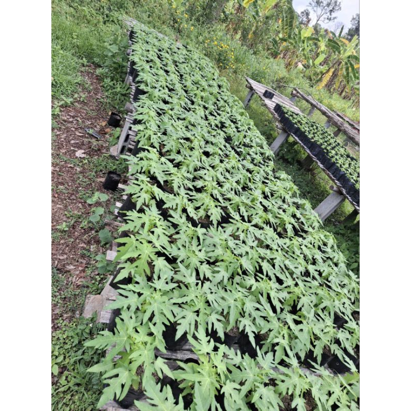 #พิเศษ3ต้น100 ‼️ต้นมะละกอเตี้ยชุมแพ สายพันธ์ุเตี้ยแท้100% - รูปที่ 2