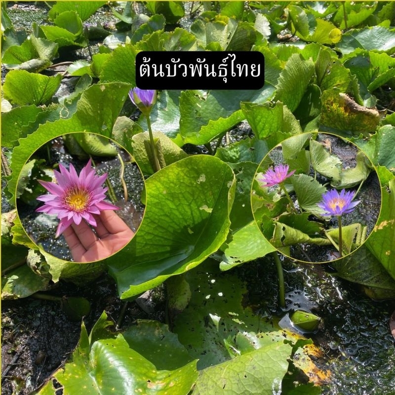 ต้นบัวฉลองขวัญ Chalong Khwan ดอกบัวสีชมพูอมม่วง ดอกใหญ่ ปลูกง่าย ออกดอกไว