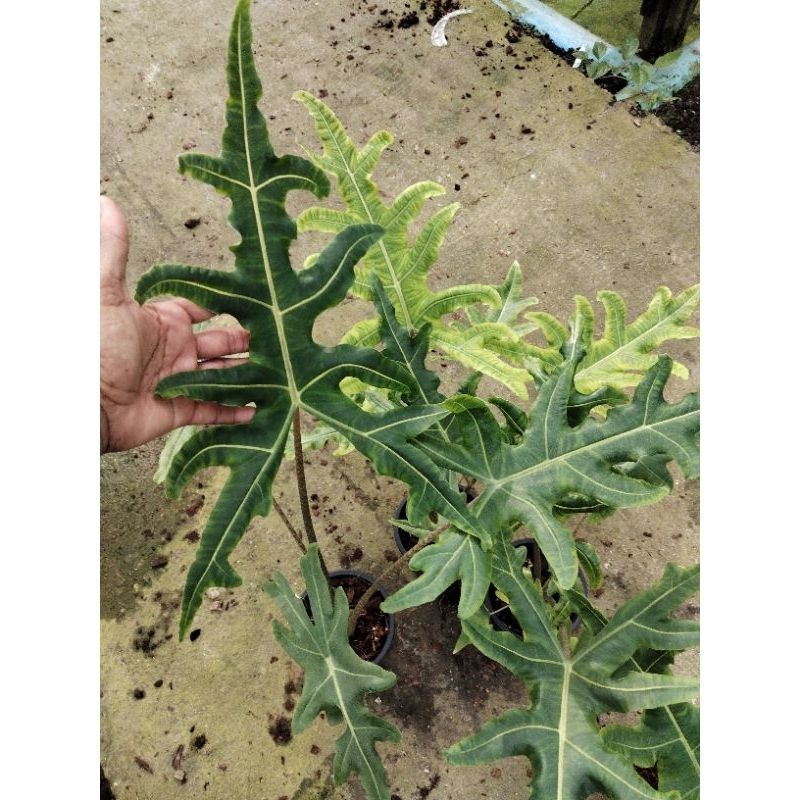 Alocasia porteiเ อโลคาเซีย โปเต้
