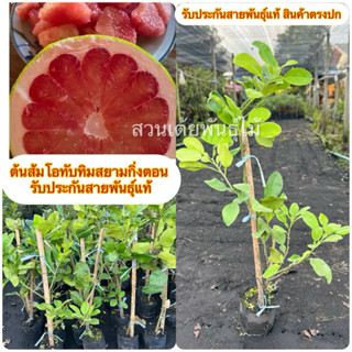 ต้นส้มโอทับทิมสยามกิ่งตอน 🍐มีให้เลือก2ขนาด 50-130cm❗️รับประก…