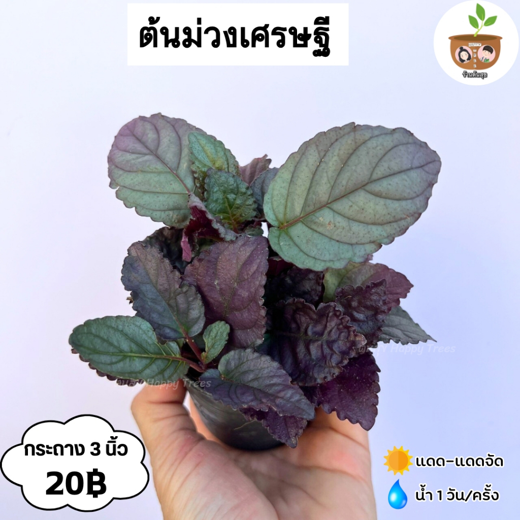 🔥เหลือ 13.- โค้ด DETNOV30🔥ต้นม่วงเศรษฐี จัดส่ง 2 ต้นขึ้นไป คละแบบได้ ต้นไม้มงคลจิ๋ว