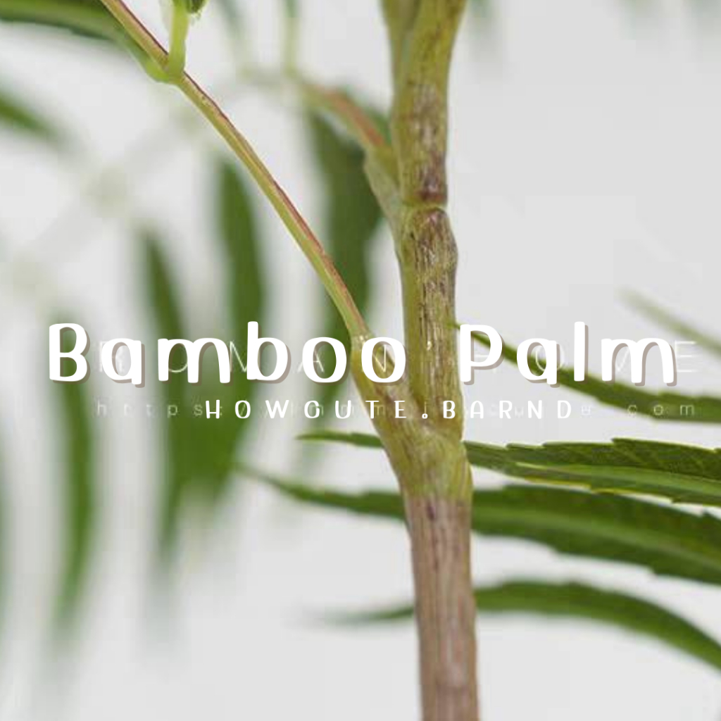 PRE14วันค่ะ BAMBOO PALM (ต้นปาล์มไผ่) ฟอร์มต้นสวย รูปที่ 6