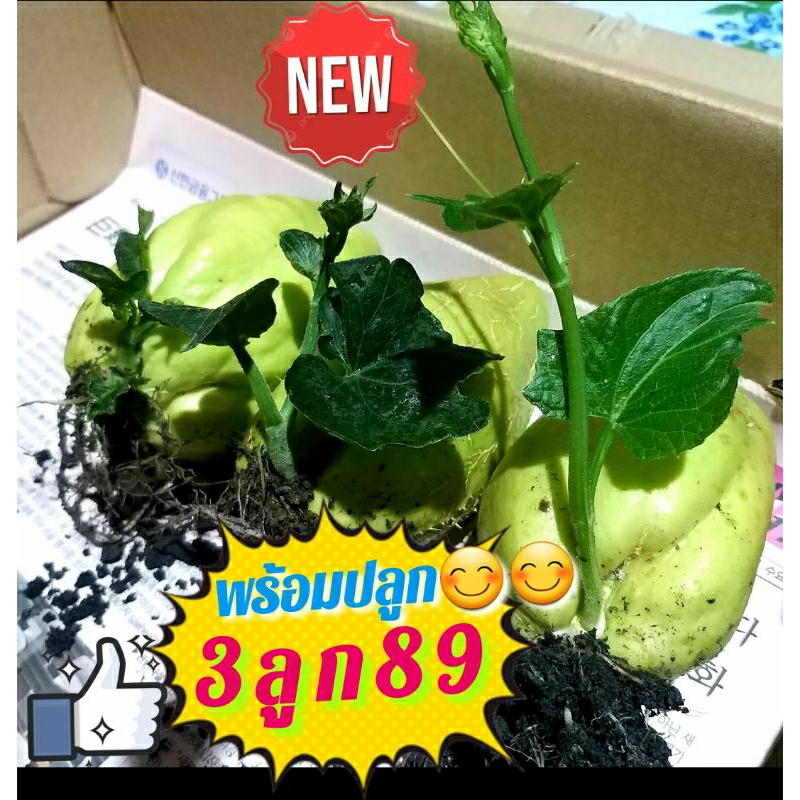 🥬พันธุ์มะระหวาน🌱พร้อมปลูก🌱คุณภาพดี☘รากแน่นๆ,ยอดสวยๆ🚛ส่งไว(มีหลายตัวเลือกแวะชมก่อนได้จ้า)😊😊😊