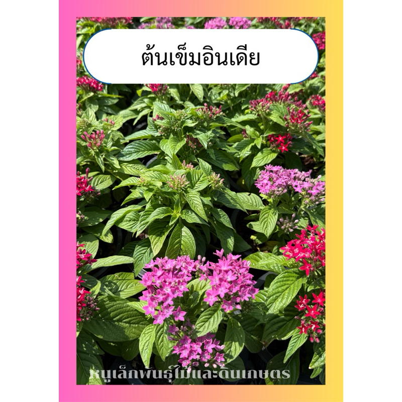 ต้นเข็มอินเดีย ไม้พุ่มเตี้ย มีหลายสี ออกดอกทั้งปี กระถาง6นิ้ว