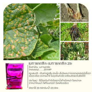 เมทาแลกซิล (ตรากระรอกแดง) 1กิโลกรัม (เมทาแลกซิล25WP) ป้องกันเชื้อรา โรคเน่า โรคราน้ำค้าง