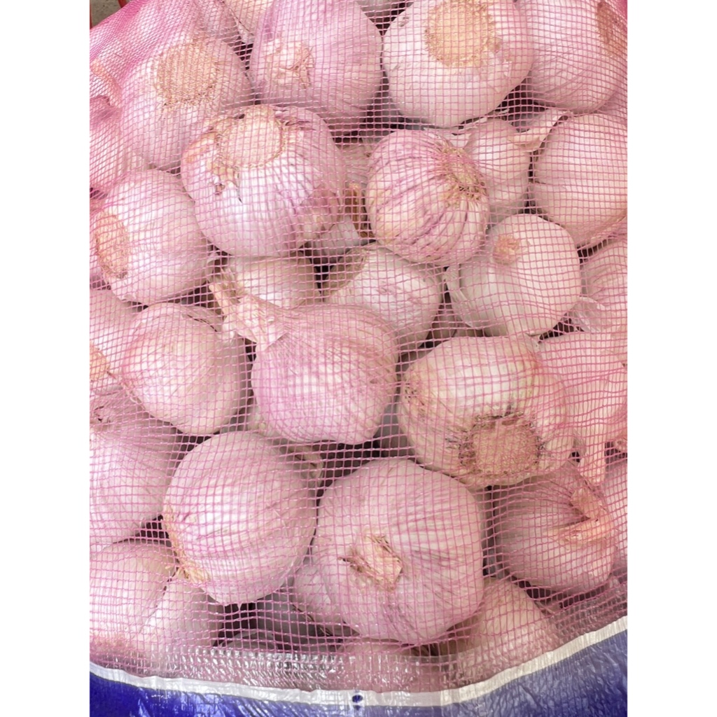 กระเทียมจีนหัว4.5cm กระเทียมปิงปอง ยกกระสอบ น้ำหนัก9.5-10กิโลกรัม - รูปที่ 2