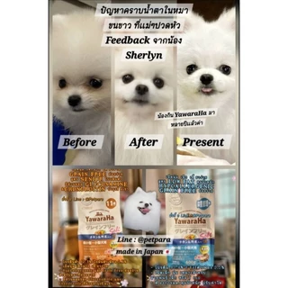 พร้อมส่ง‼️Lotใหม่‼️YawaraHa🇯🇵เม็ดนุ่มจิ๋ว Premium สูตรHypoallergenic/Grainfree ไม่แพ้/ย่อยง่าย
