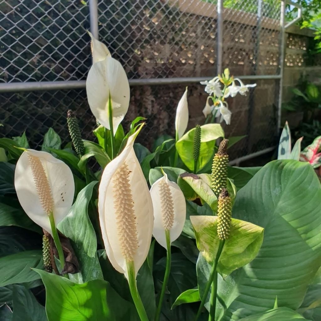 ต้นเดหลีสีขาว 1 ต้นถุงดำเล็กไม้ฟอกอากาศไม้มงคล🌱