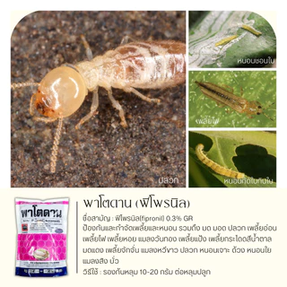 พาโตดาน 1กิโลกรัม (ฟิโพรนิล เม็ดสีม่วง) ใช้โรยก้นหลุมและโคนต้น ป้องกันกำจัดเพลี้ย ปลวก หนอนม้วนใบ