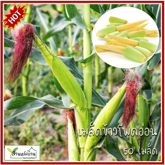 50 เมล็ด ข้าวโพดอ่อน เมล็ดข้าวโพดอ่อน เมล็ดพันธุ์ข้าวโพดอ่อน เมล็ดข้าวโพด ข้าวโพด ข้าวโพดอ่อน