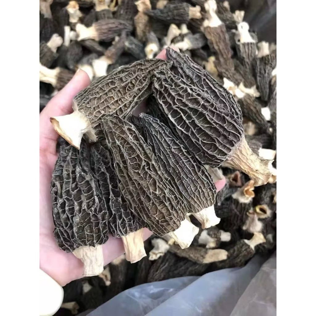 เห็ดมอเรล ขนาด50กรัมหือ100กรัมหรือ250กรัม （羊肚菌） พร้อมส่ง ไซร้ใหญ่ ราชินีเห็ดป่า ป้องกันโรคหัวใจ-ยาชู