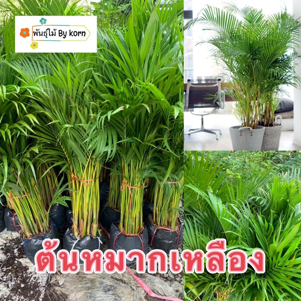 ต้น หมากเหลือง สูง 90-100 cm.ไม้ฟอกอากาศ ไม้ประดับ พุ่มใหญ่สวย กอหนาสวย พร้อมส่ง สำคัญกรุณาสั่งซื้อในเวลา12:00น.-00:00น.