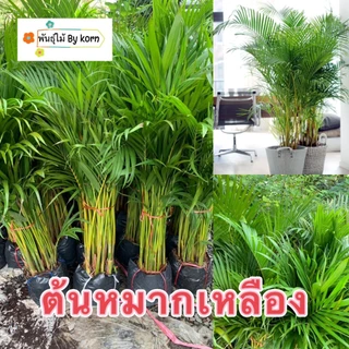 ต้น หมากเหลือง สูง 90-100 cm.ไม้ฟอกอากาศ ไม้ประดับ พุ่มใหญ่สวย กอหนาสวย พร้อมส่ง สำคัญกรุณาสั่งซื้อในเวลา12:00น.-00:00น.