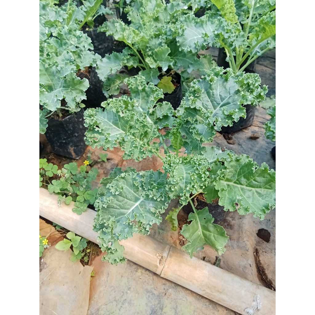 เมล็ดพันธุ์บลูเคลใบหยิก  20-100 เมล็ด​ ปลูกง่าย โตไว ใบดก สวยสะดุดตา (ซื้อ 10 แถม 1 คละได้)