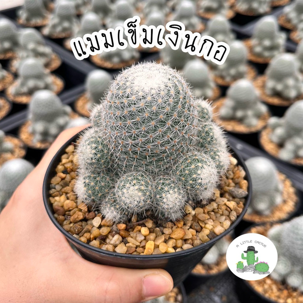 🌵 A Little cactus🌵| แมมเข็มเงินกอ แคคตัส กระบองเพชร