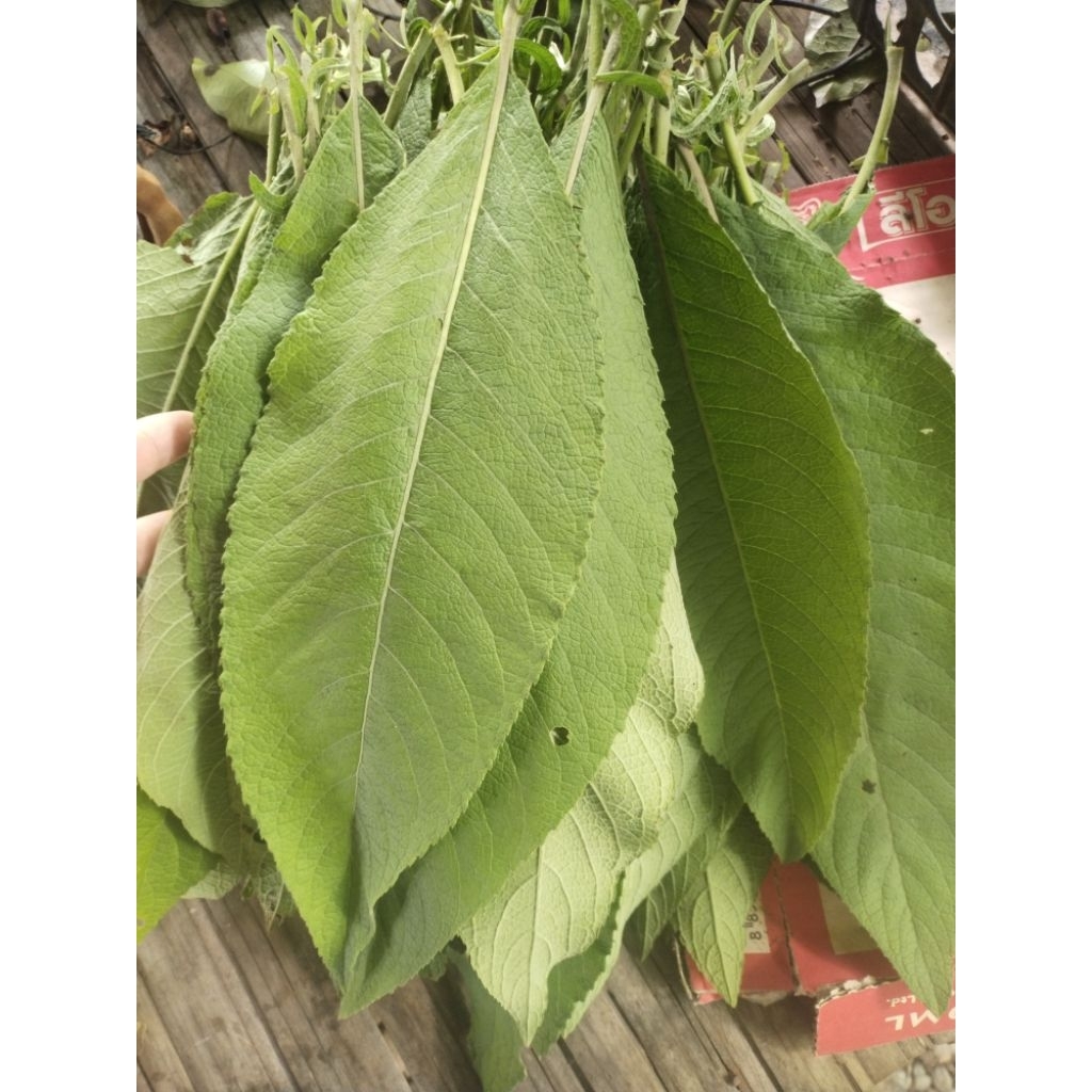 ใบหนาดเก็บสด 50 ใบ 49 บาท ใบหนาดสมุนไพรไทย