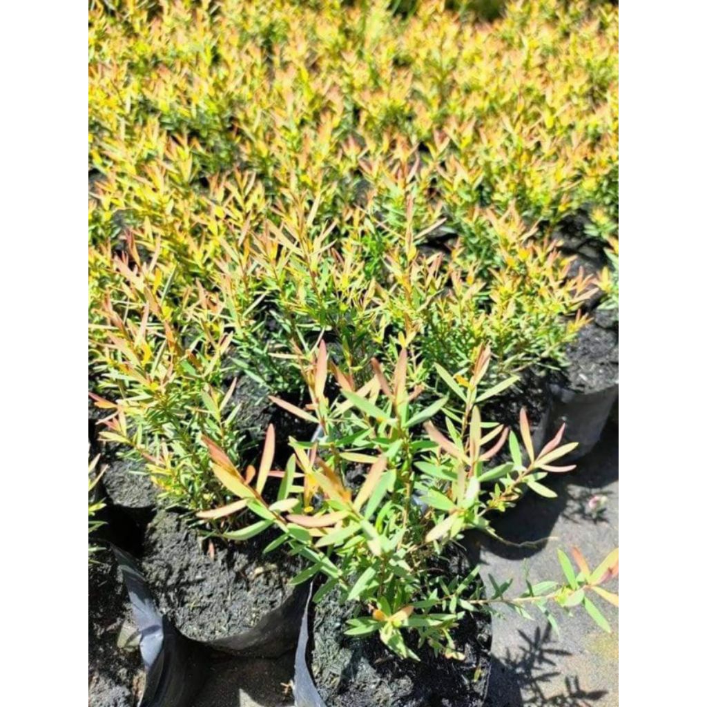 สนหอมไล่ยุง1ถุงดำไม้ประดับไล่ยุงได้🌱