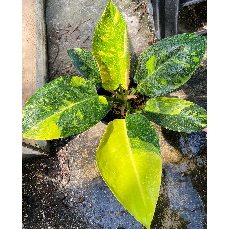 ฟิโลเดนดรอน กรีนคองโก ไฮบริด ด่าง เลือกต้นได้ Philodendron Green Congo hybrid variegated