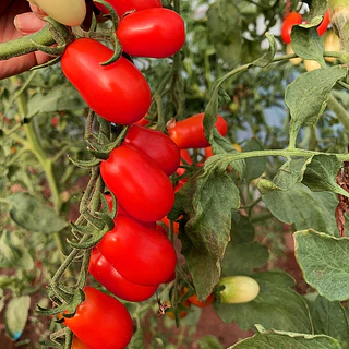 เมล็ดพันธุ์ มะเขือเทศ แคนดี้พีนัท Candy Peanut Tomato F1 Seed 10 เมล็ด คุณภาพดี ของแท้ 100%