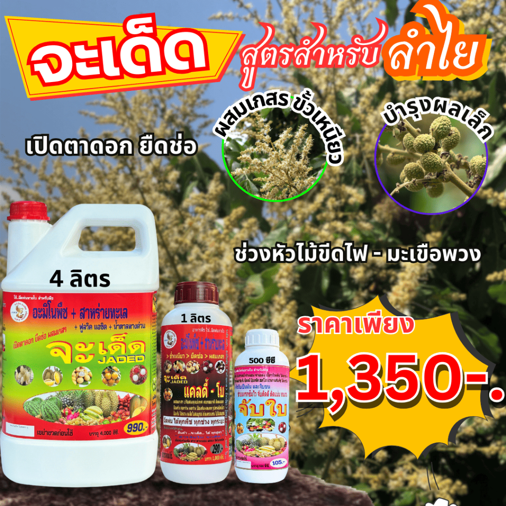 จะเด็ด “สำหรับ ลำไย” ซื้อ 1 แถม 2 ฉีดพ่นทางใบ ลดการใช้ปุ๋ยเคมี ขยายผลอวบ เมล็ดเล็ก เนื้อเต็ม น้ำหนักดี