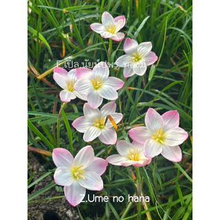 บัวดินสีขาว Z.Ume no hana,บ๊วย6หัว55บาท กลีบอ้วนๆทรงถ้วย