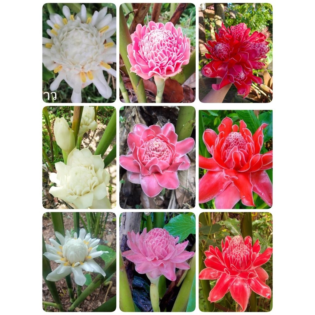 ดอกดาหลาคละสี แดง ชมพู ขาว 1 ชุด 3 หน่อ ขุดสดหุ้มราก ลุ้นสีในชุด ไม้ดอกประดับ🪷🌱
