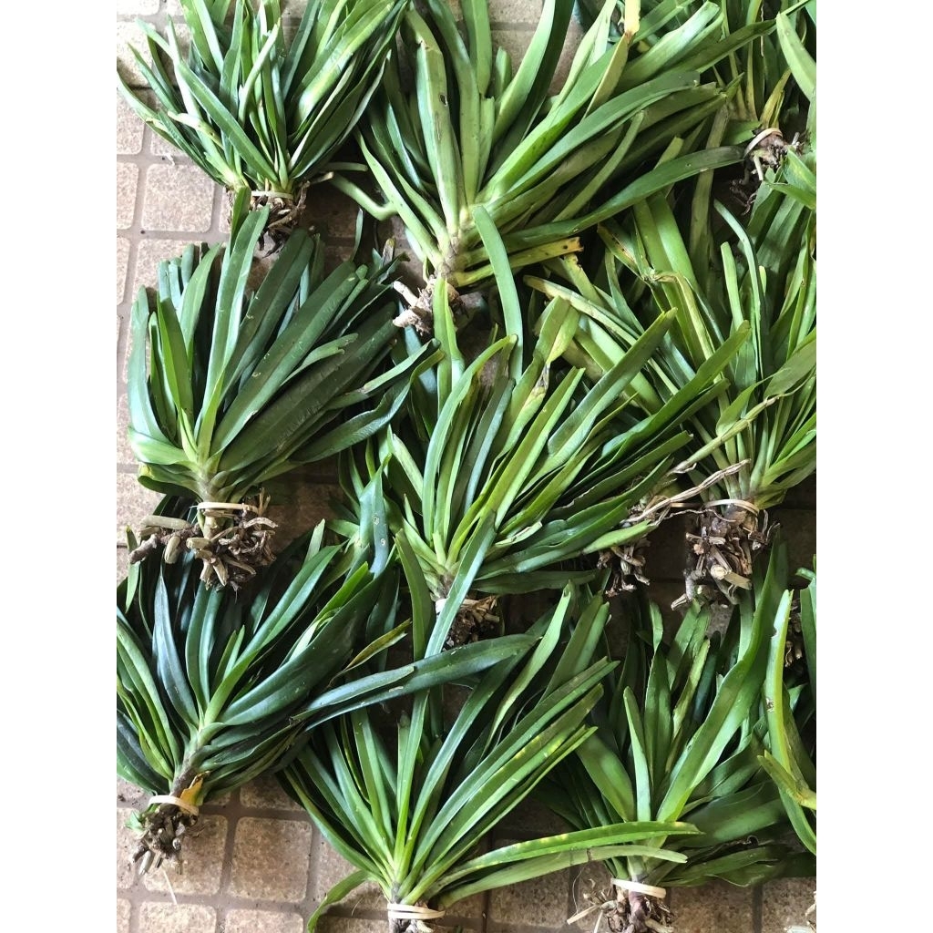 กล้วยไม้ไอยเรศ 1 ต้นพันธุ์🌈หุ้มรากไปนำไปลงกระถางเอง🍄ที่นี่ราคาหลักสิบมีจำกัด ไม้ดอกไม้ประดับพันธุ์ไม้หายาก🎉🌱 - รูปที่ 3