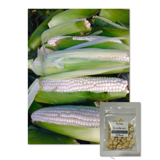 เมล็ดพันธุ์ ข้าวโพดข้าวเหนียวขาว 50 เมล็ด [ 10แถม2 ] คละได้