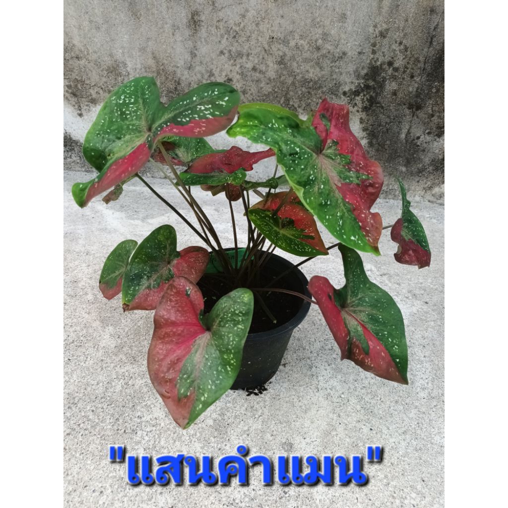 แสนคำแมนบอนสี เป็นบอนป้ายพื้นเขียวจุดขาวป้ายแดง มีหัวใหญ่ทุกต้นส่งกระถาง3-4นิ้ว(30พค.68)