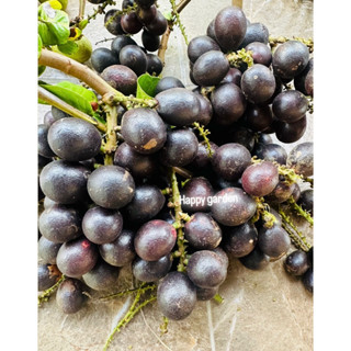 ลําไยคริสตัลสีม่วง (ผลสด)พร้อมส่ง ปลูกแบบออแกนิค