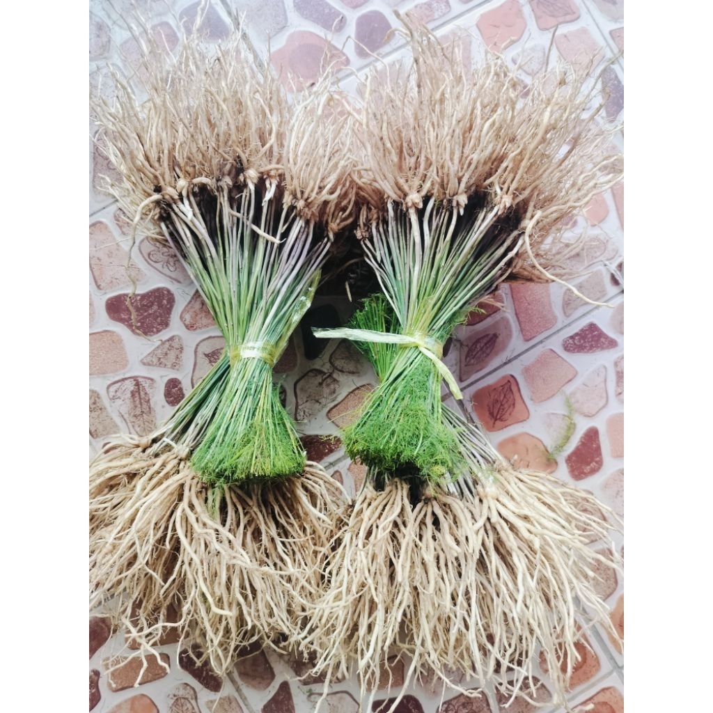 ต้นกล้าหน่อไม้ฝรั่ง50ต้น 240บาท