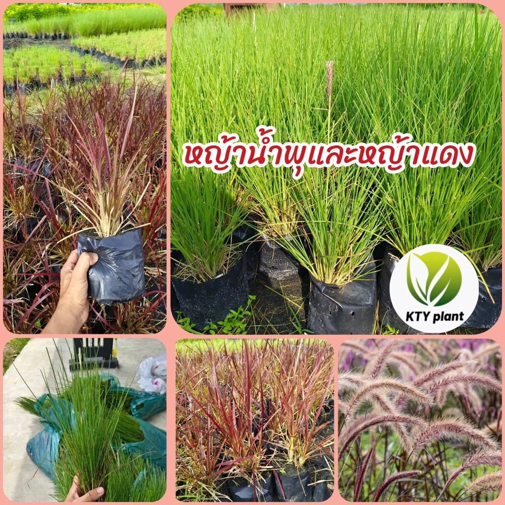 ต้นหญ้าน้ำพุ หญ้าเม็กซิกัน หญ้าแเดง หญ้าดอกขาว หญ้าตกแต่งสวน