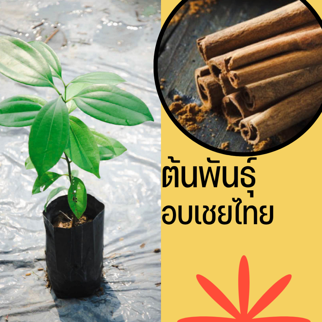 ต้น อบเชย สายพันธุ์ไทย อบเชยพะโล้ ปลูกไว้ไม่เสียใจ ต้นแข็งแรง รากเดินพร้อมปลูก