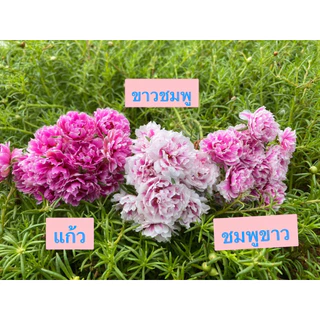 แพรเซี่ยงไฮ้ 45สี เลือกสีได้ 10กิ่ง19บาท สีตรงปก ร้านเรามีสีเยอะสุดในช๊อปปี้คอนเฟิร์มครับ🥰🙏สั่งสีไหนมารับสีนั้น 100%ครับ
